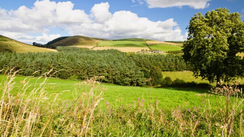 Rolling countryside in the Cheviot Hills near the Scottish border