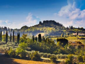 Vineyards and cypress trees in the Tuscan countryside, a well-known wine region in Italy