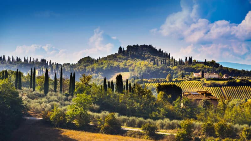 Vineyards and cypress trees in the Tuscan countryside, a well-known wine region in Italy