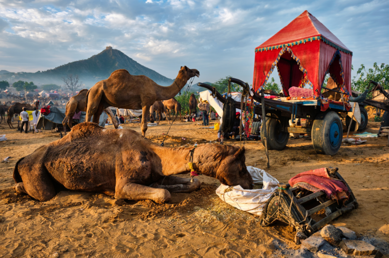 Decorated camels and herders at the annual Pushkar Camel Fair in Rajasthan, India
