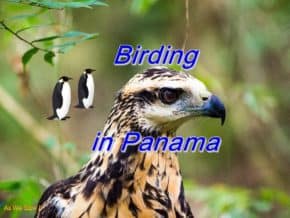 Birding in Panama