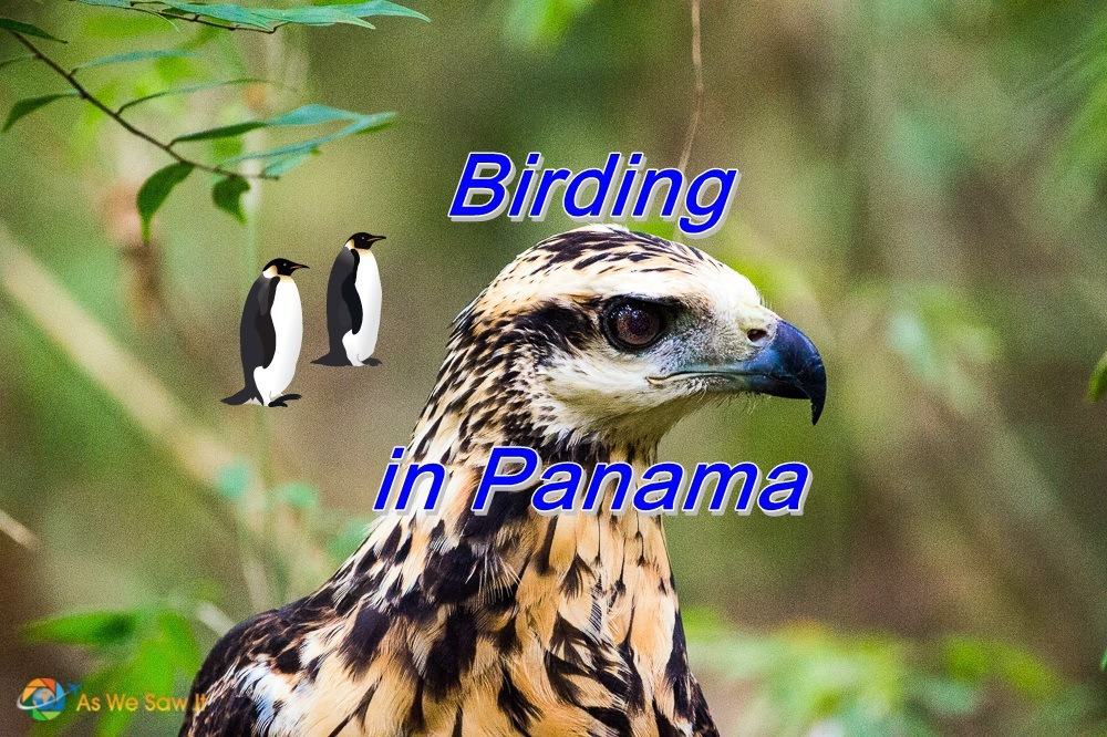 Birding in Panama
