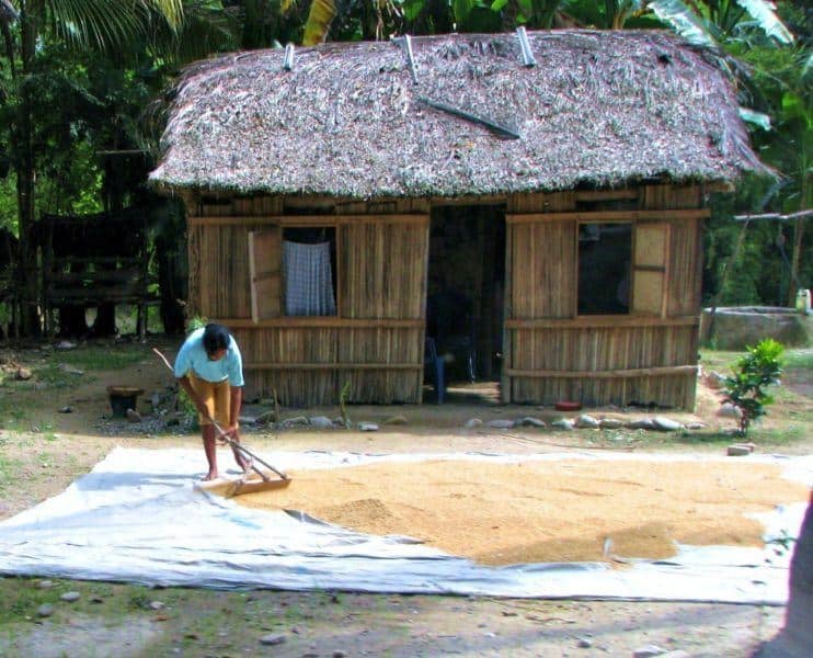 Drying rice Kolbano house