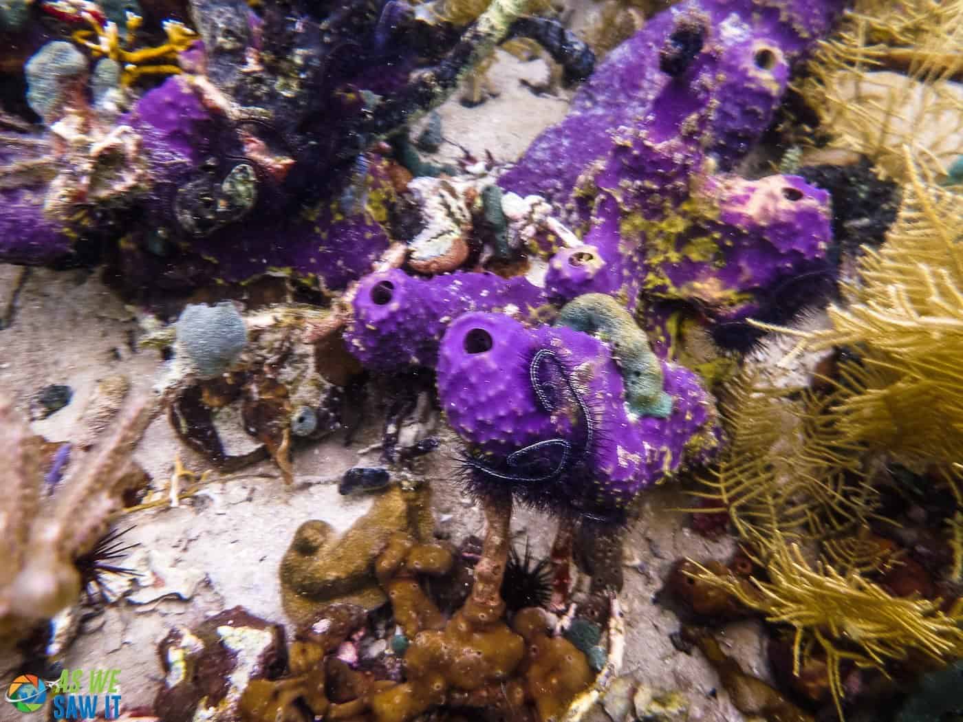 Snorkeling in Bocas del Toro